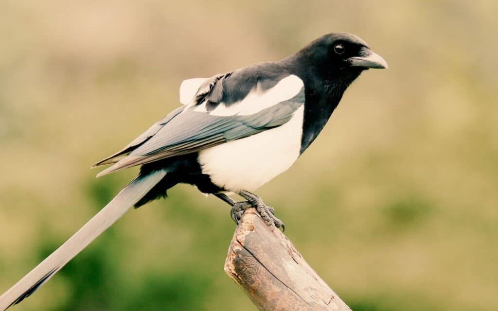 The Magpie Rhyme Decoded: One for Sorrow, Two for Joy 1