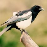 Magpie Rhyme