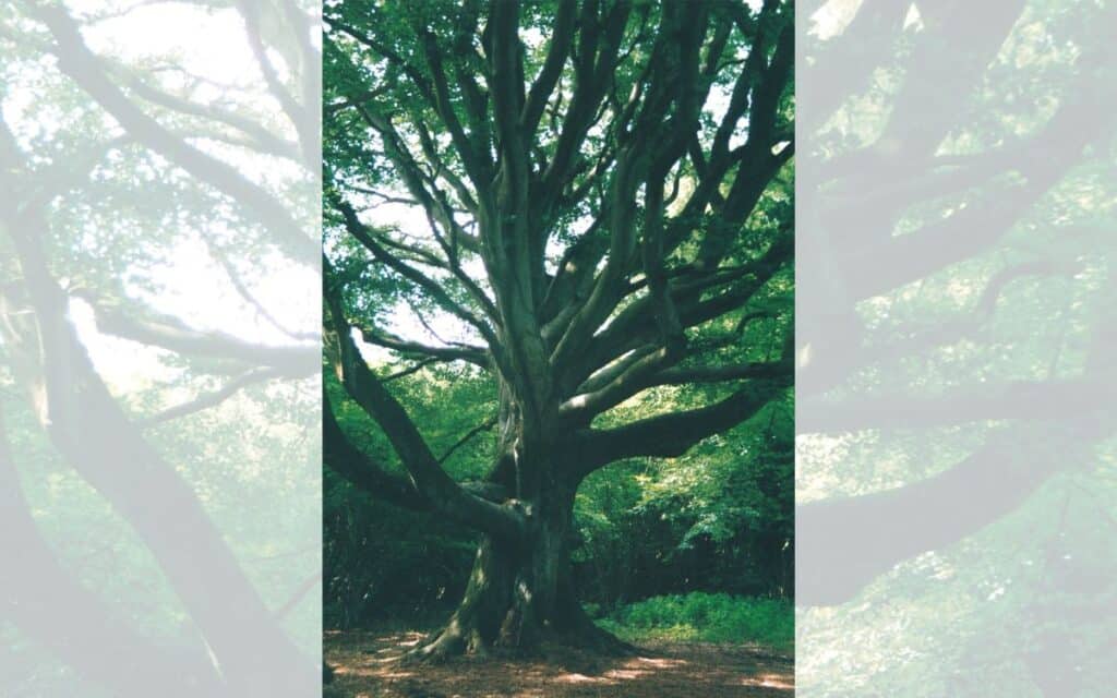 Beech tree in the northern part of Clapham Wood