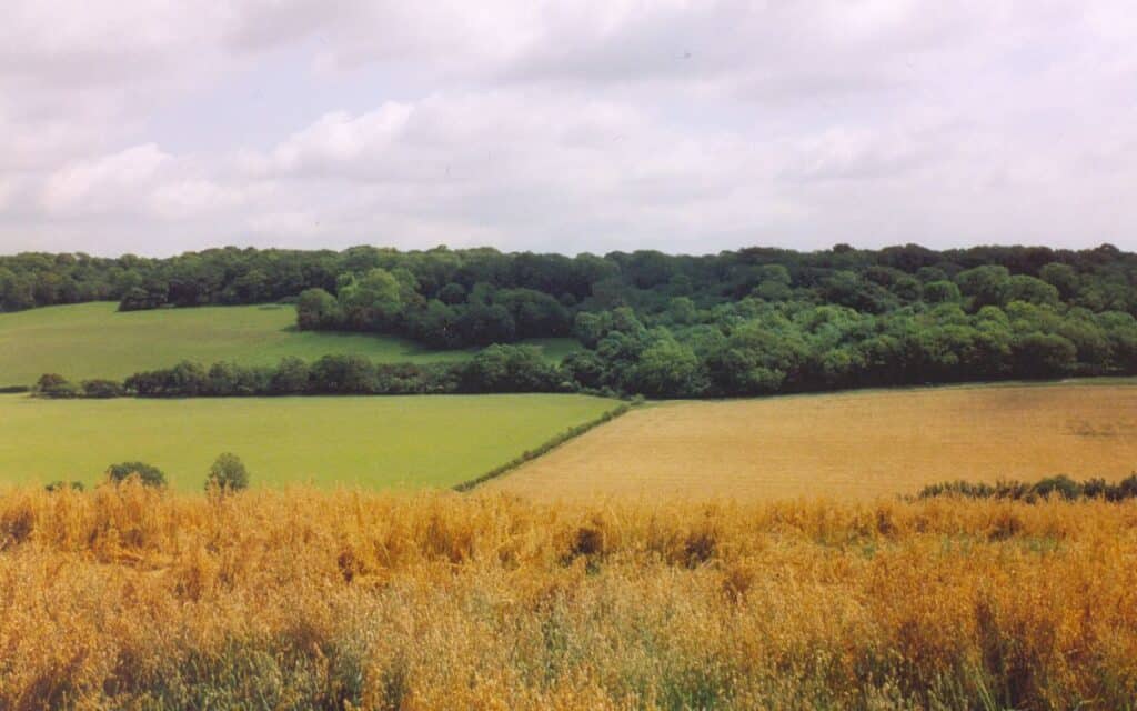 Clapham Wood seen from the west