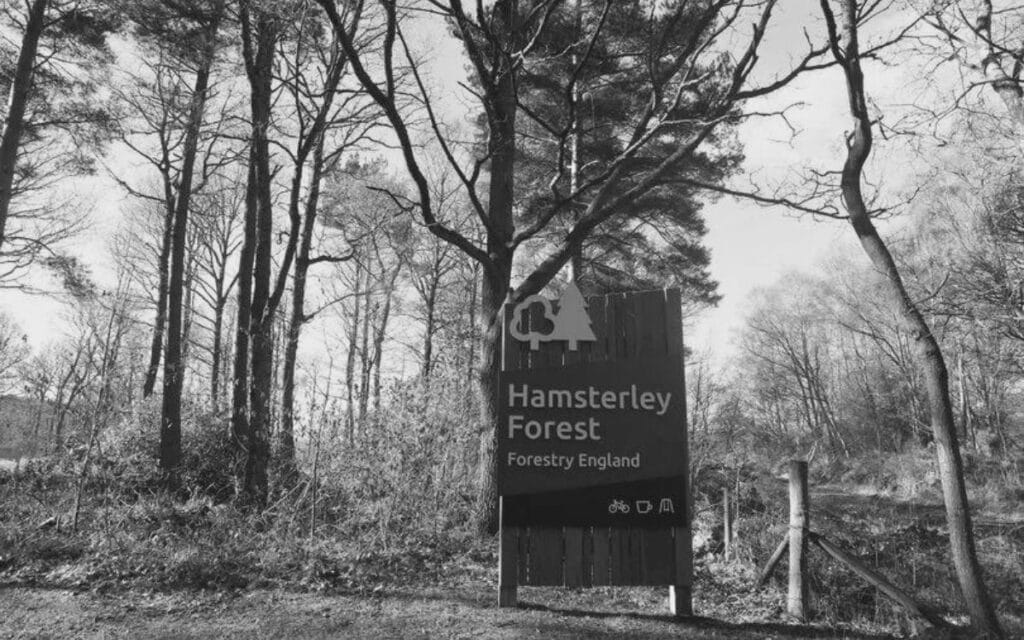 Hamsterley Forest