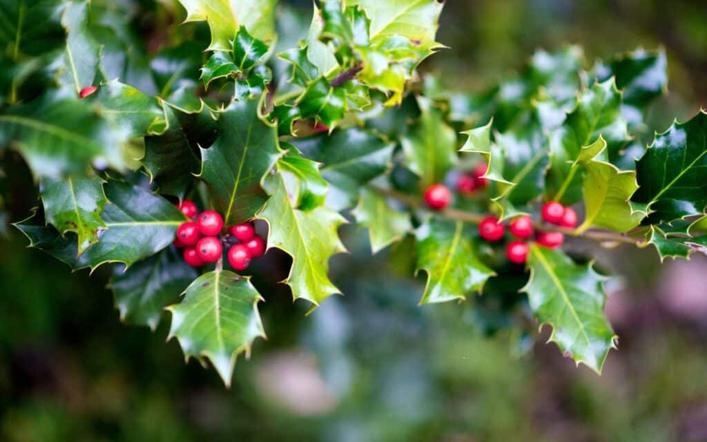 Holly Folklore: Things You Didn't Know 1