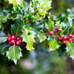Holly Folklore