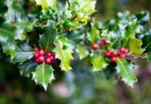 Holly Folklore