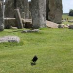 Stonehenge Crow