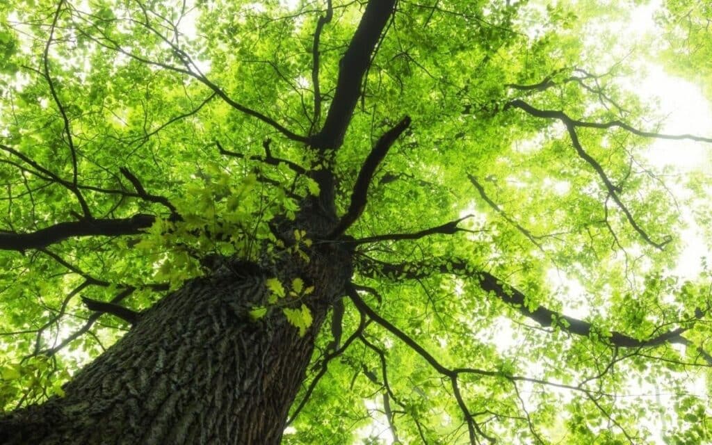 9 Fascinating Facts About Elm Superstitions in the UK and Ireland 1 Wych Elm