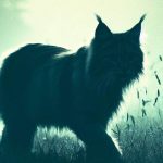 Alien Big Cat Sightings Claw Through Kent