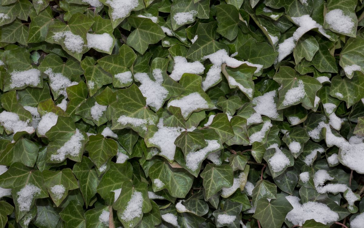 Ivy Folklore: Things You Didn’t Know