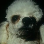 Armchair Thriller (S1, E6-10): A Dog's Ransom REVIEW 5 Armchair Thriller (S1, E6-10): A Dog's Ransom REVIEW 3