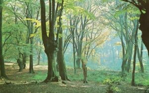 Epping Forest