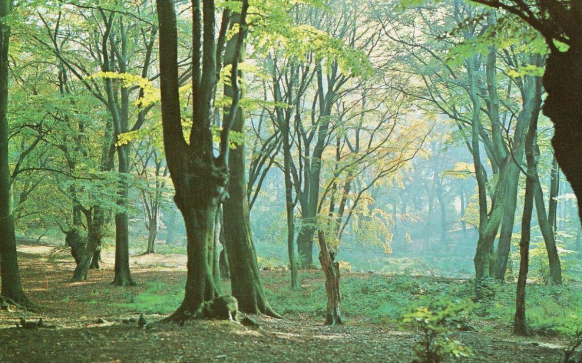 Epping Forest’s Haunting Suicide Pool