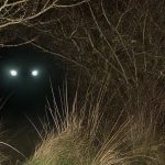 Beast of Bodmin Moor