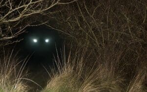 Beast of Bodmin Moor