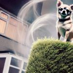 Rutherglen Poltergeist Case