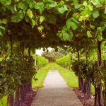 Vine Folklore: Myths and Magic in the UK and Ireland 1