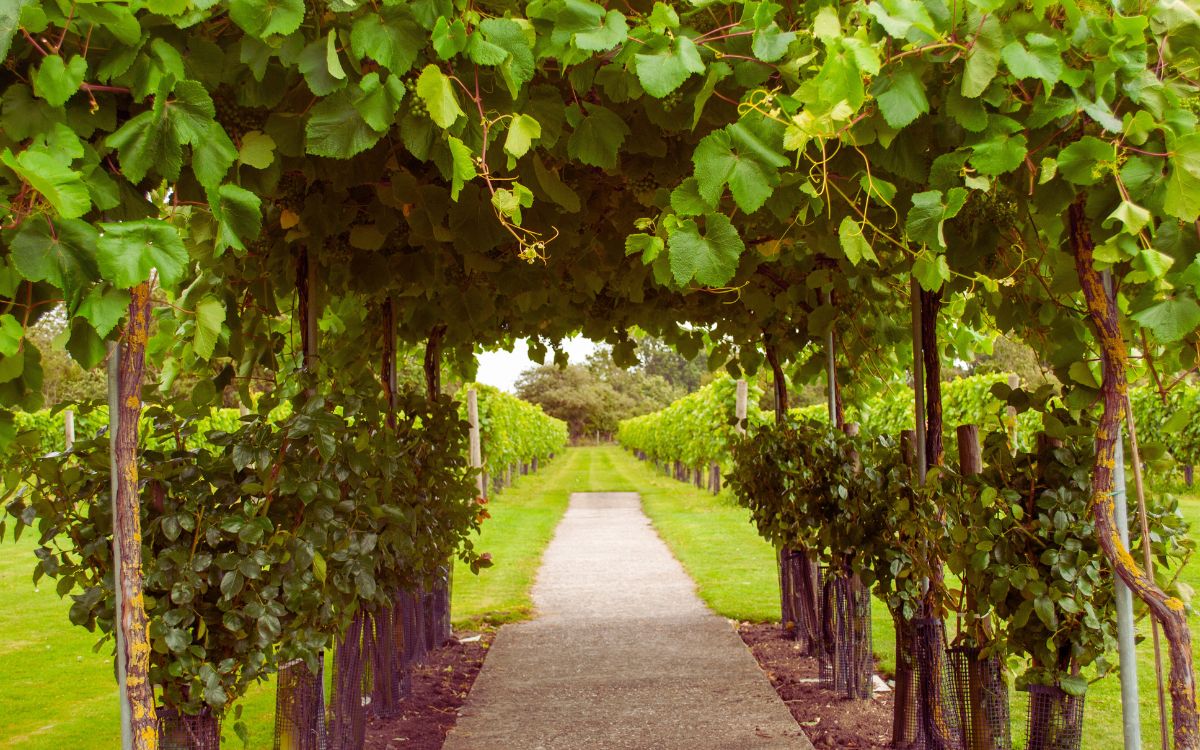 Vine Folklore: Myths and Magic in the UK and Ireland