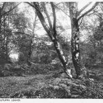 Epping Forest, one of Essex's Haunted Woods