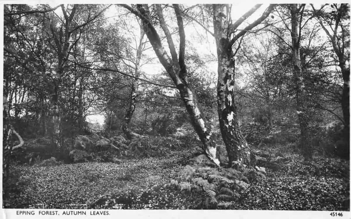 Essex’s 7 Haunted Woods and Commons  You Shouldn’t Visit Alone
