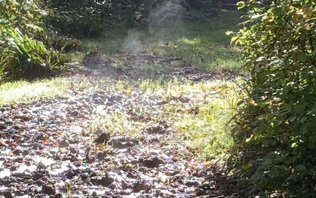 Dering Wood: From Ghostly Legends to a Paranormal Hoax 3 Deering Wood steaming ground