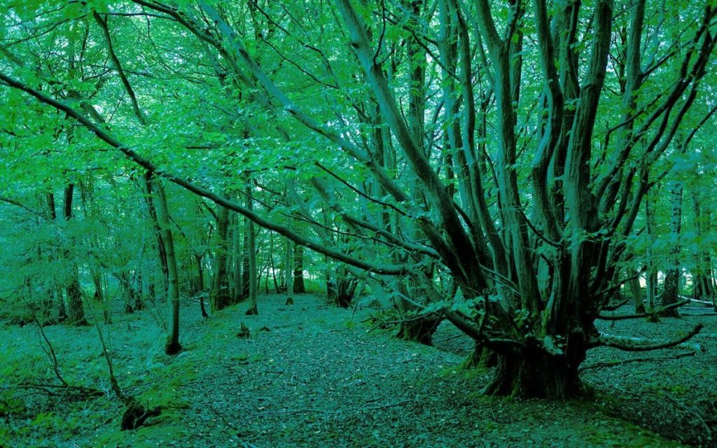 Dering Wood: From Ghostly Legends to a Paranormal Hoax 1 Derring Wood, near Pluckley in Kent.