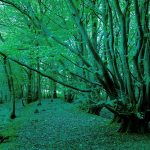 Derring Wood, near Pluckley in Kent.