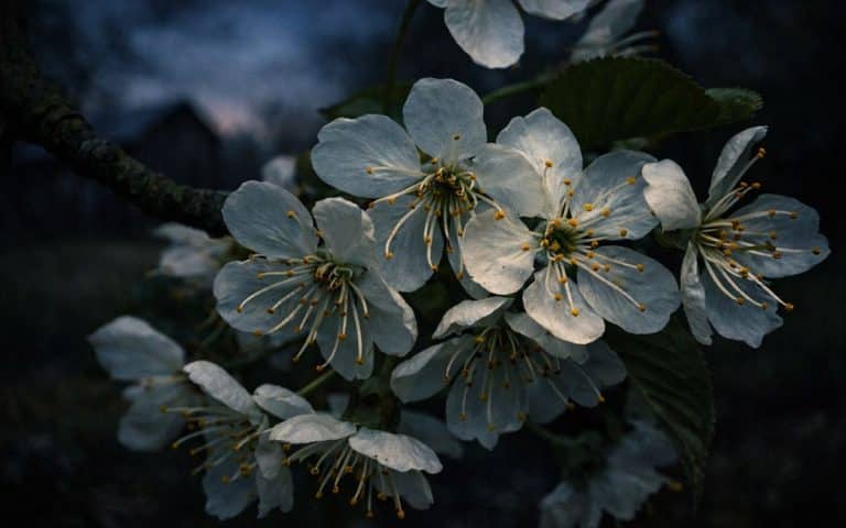 Cherry Trees