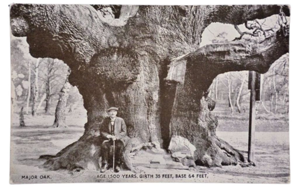 Major Oak Postcard