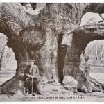 Major Oak Postcard