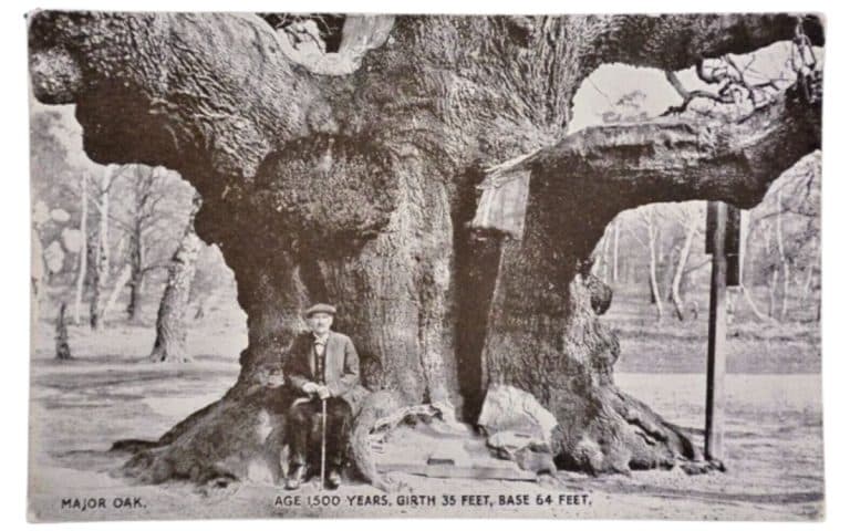 Major Oak Postcard