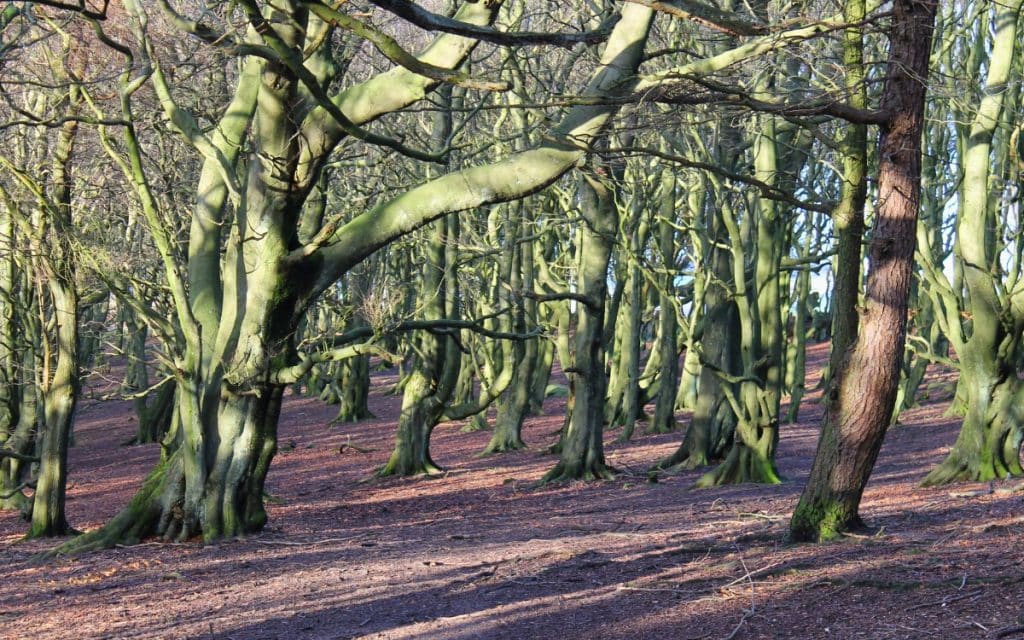Decoding Paranormal Frights: Could They Be Warnings? 3 Spooky Wood, near Stocksbridge. (Photo courtesy of Dave Pickersgill)