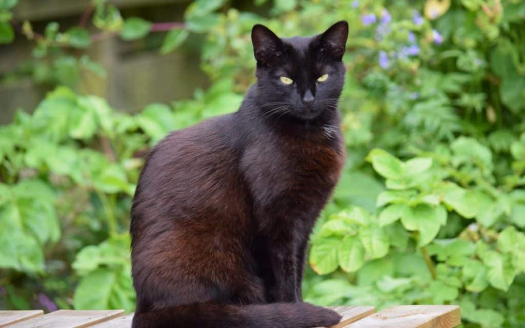 Why Do We Touch Wood? 10 Common Superstitions Explained 4 Black cat