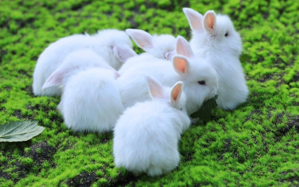 Why Do We Touch Wood? 10 Common Superstitions Explained 9 white rabbits